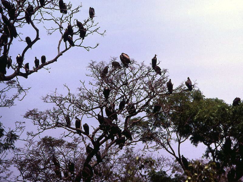 Pictures from Guinea