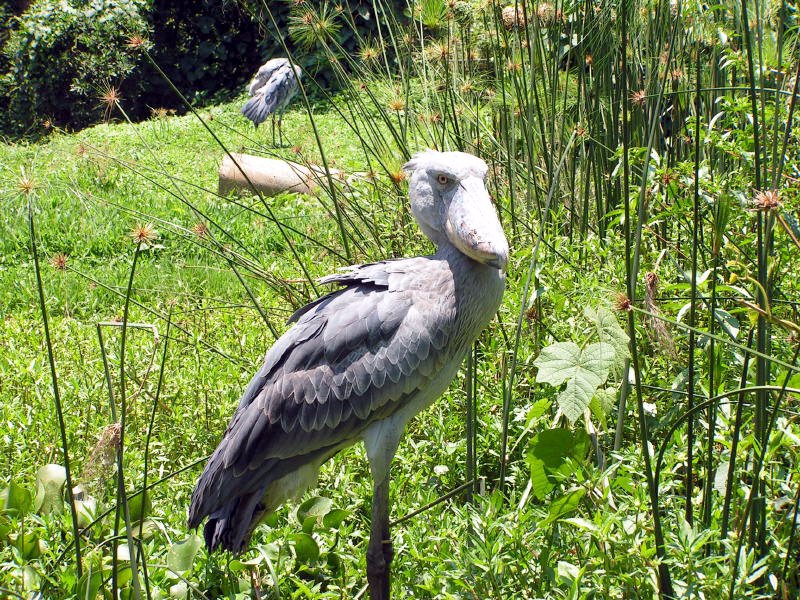 pictures from Uganda