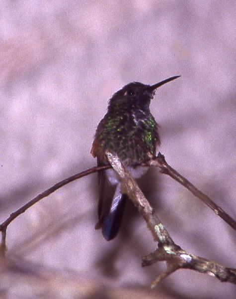 Pictures from Costa Rica