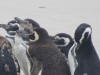 Pictures from Falkland Islands
