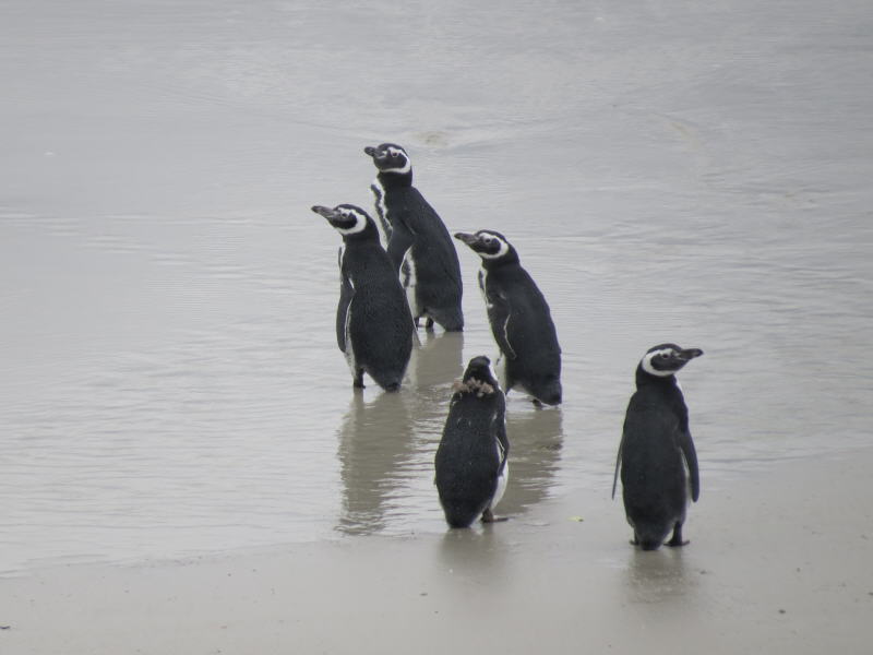 Pictures from the Falkland Islands
