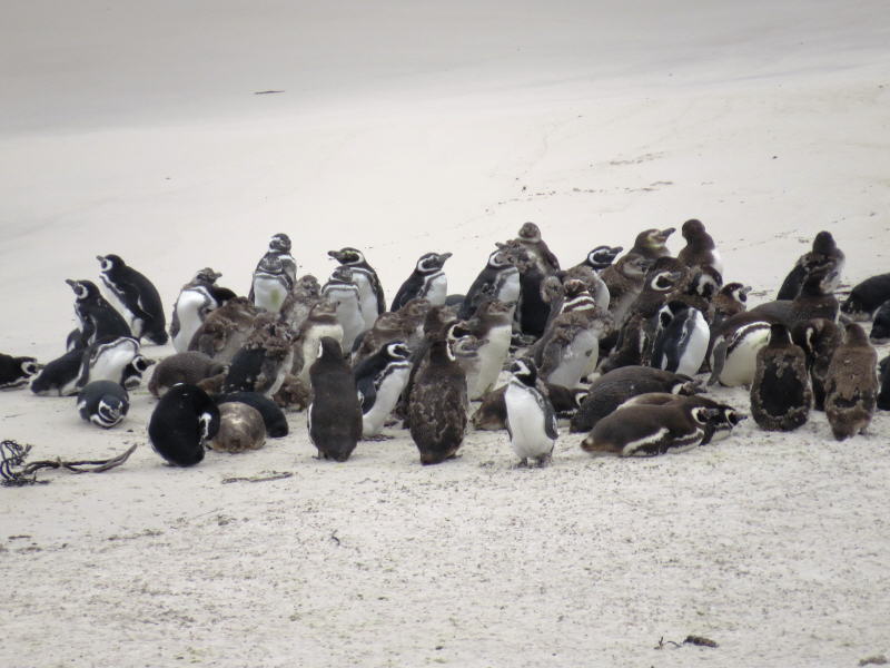 Pictures from the Falkland Islands