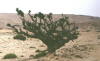 Pictures from Oman