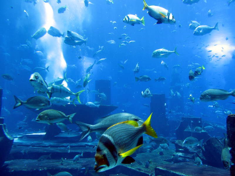 Pictures from the UAE