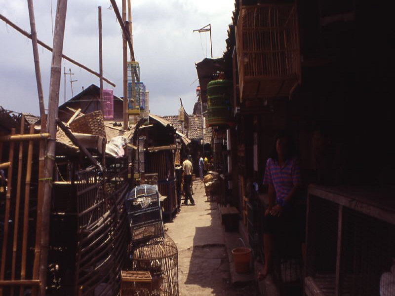 Pictures from Indonesia, Bali