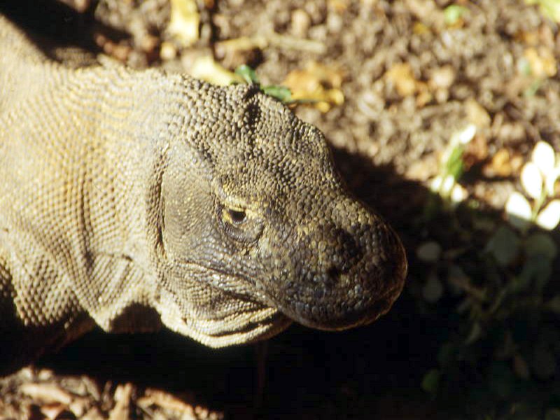 Pictures from Indonesia