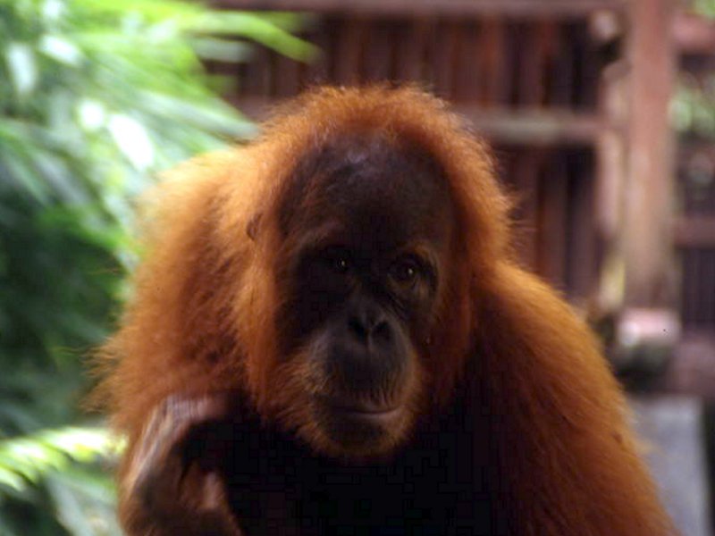 Pictures from Indonesia