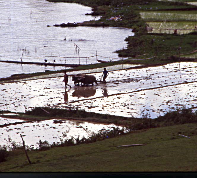 Pictures from Indonesia