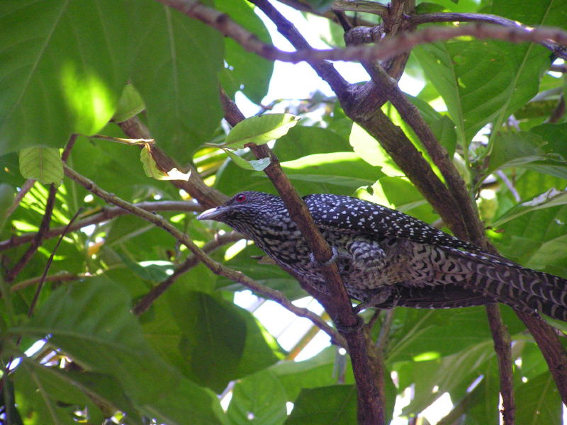 Pictures from the Maldives