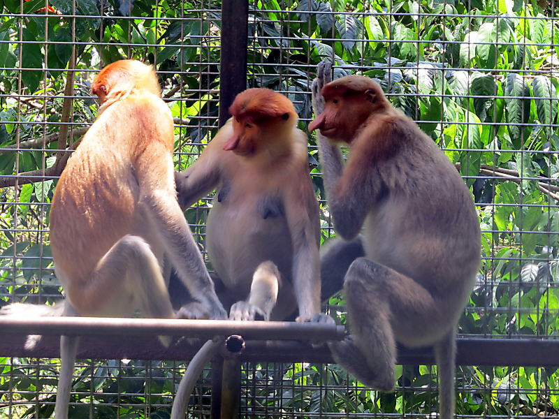 Proboscis monkeys, Nasenaffen 