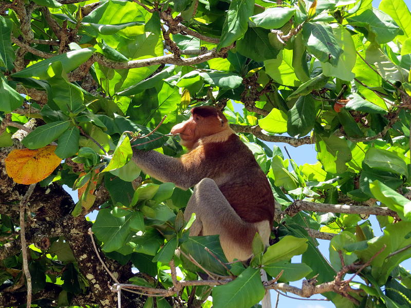 Proboscis monkeys, Nasenaffen 
