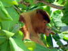 Pictures of Proboscis monkeys