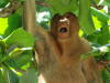 Pictures of Proboscis monkeys