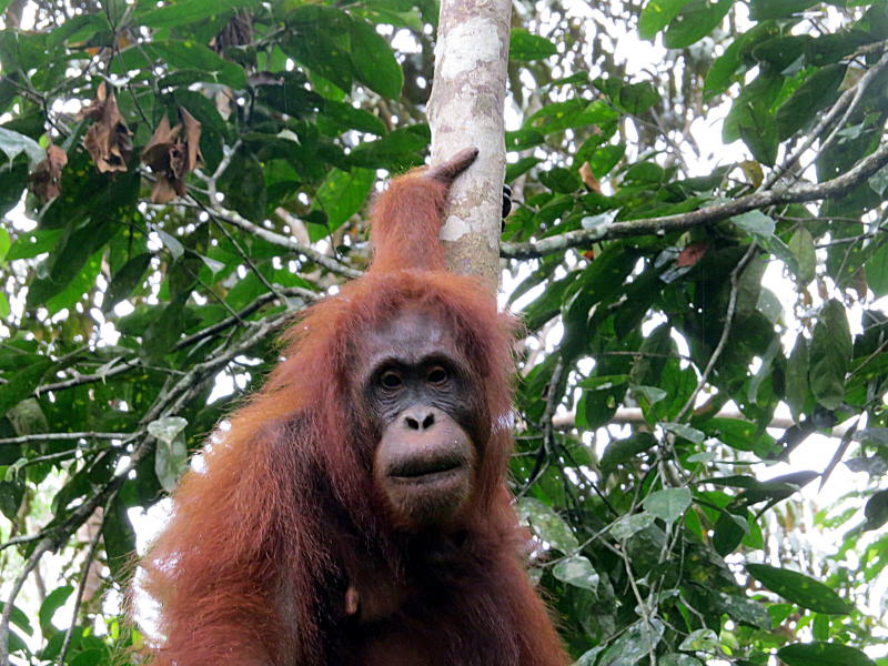 Pictures of Borneo Orang Utans
