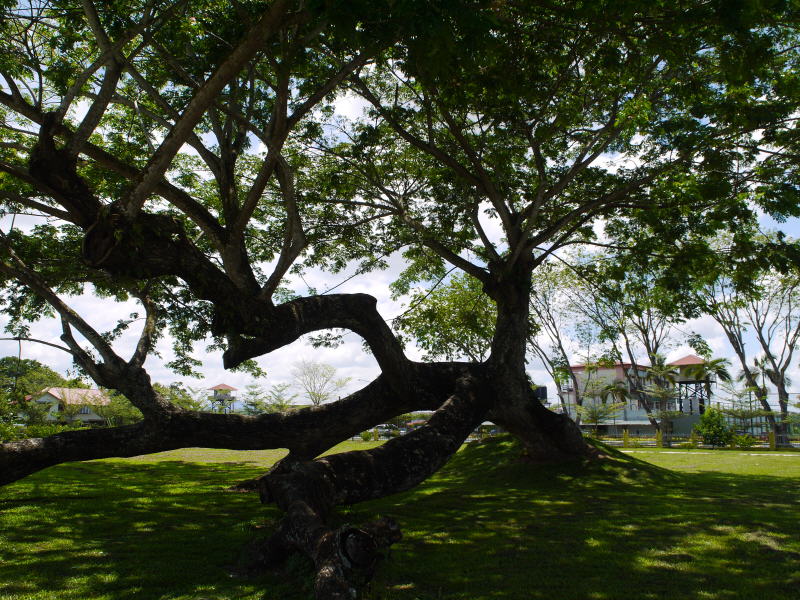 Pictures from Sarawak (Borneo)