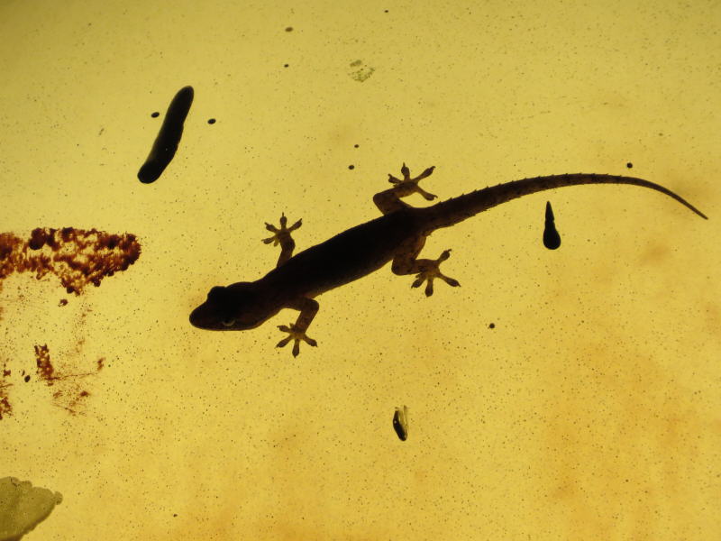 Pictures from Sarawak (Borneo)