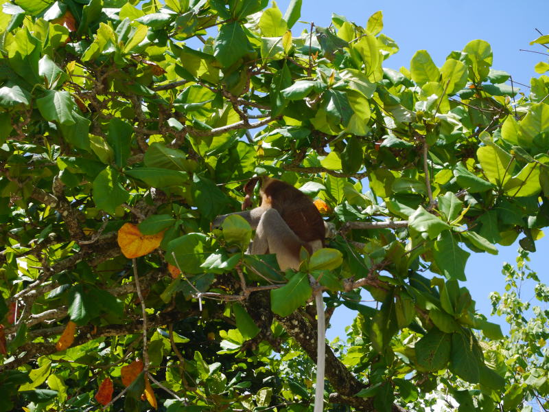 Pictures from Sarawak (Borneo)