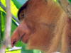 Proboscis  aus Borneo